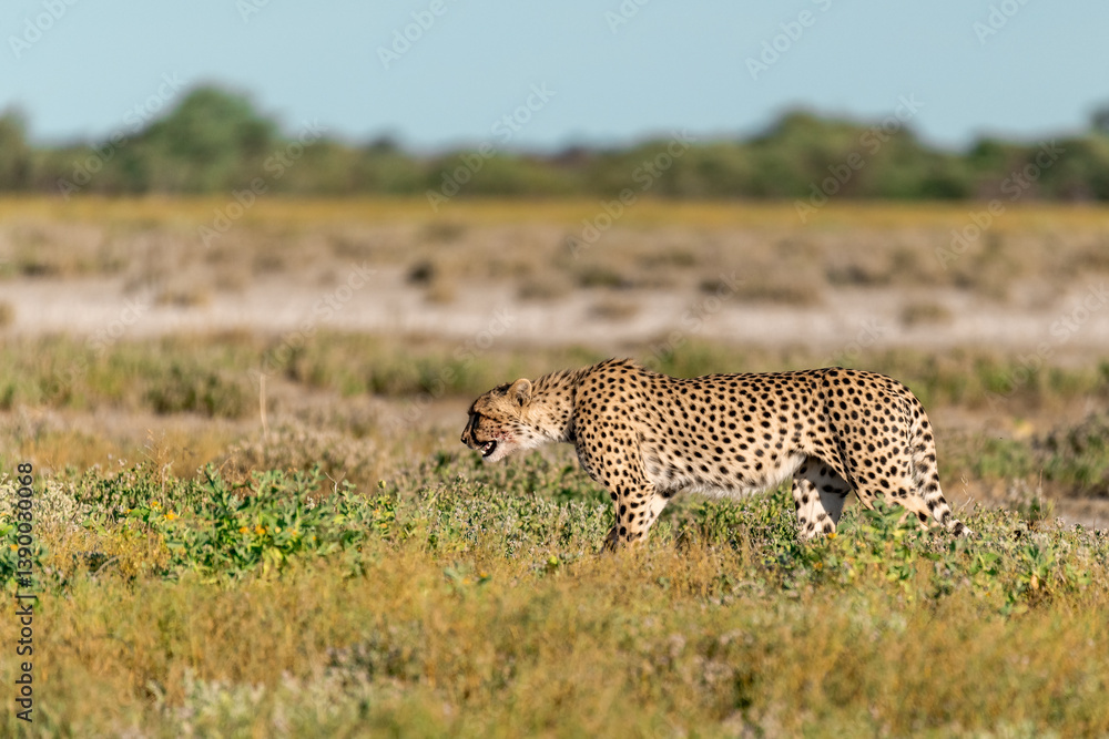 cheetah in wild savanna , Africa cheetah in wild savanna , Africa