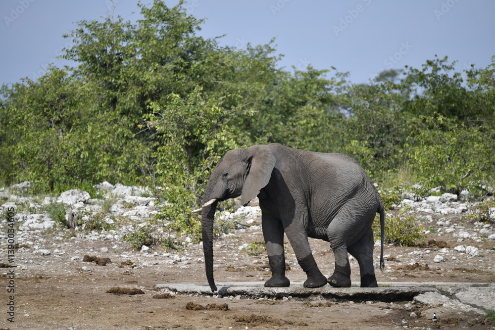 Fototapeta premium elephant in wild savanna , Africa