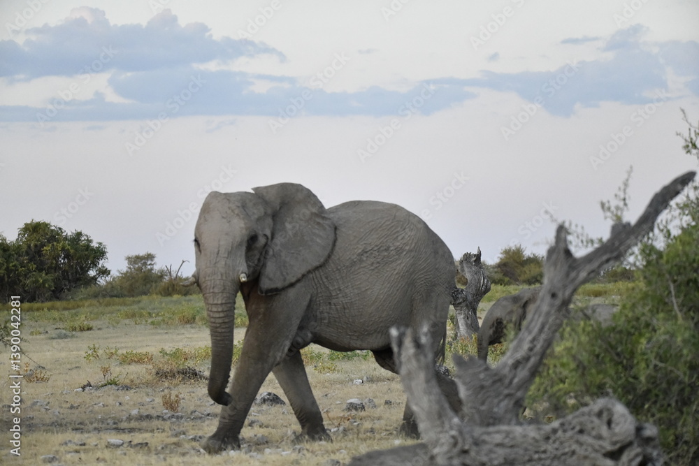 Obraz premium elephant in wild savanna , Africa
