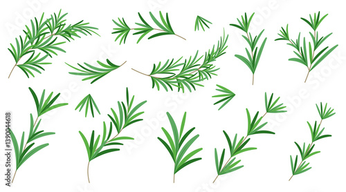 Fragrant rosemary branches collection in a flat design. Vector illustration
