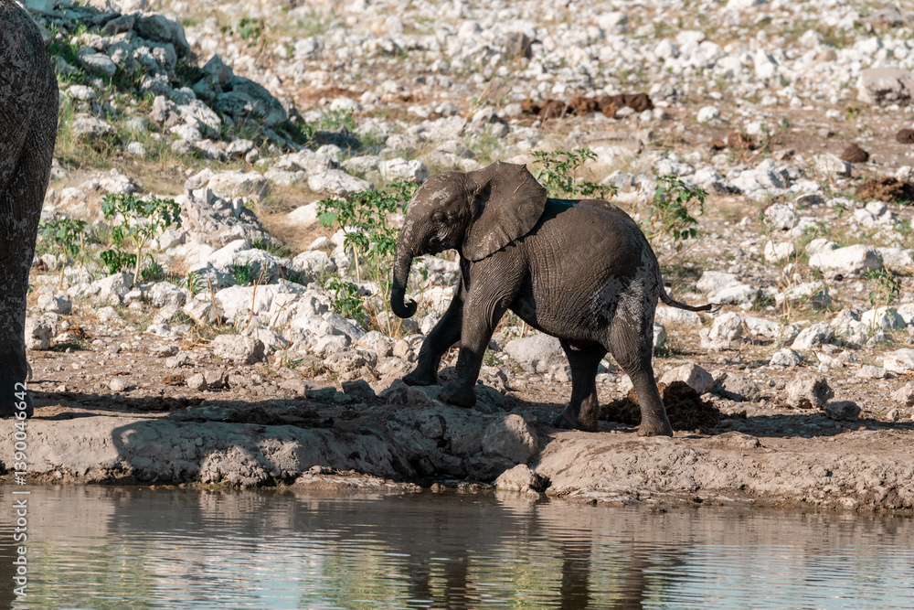Fototapeta premium wild life of elephant in savanna , Africa