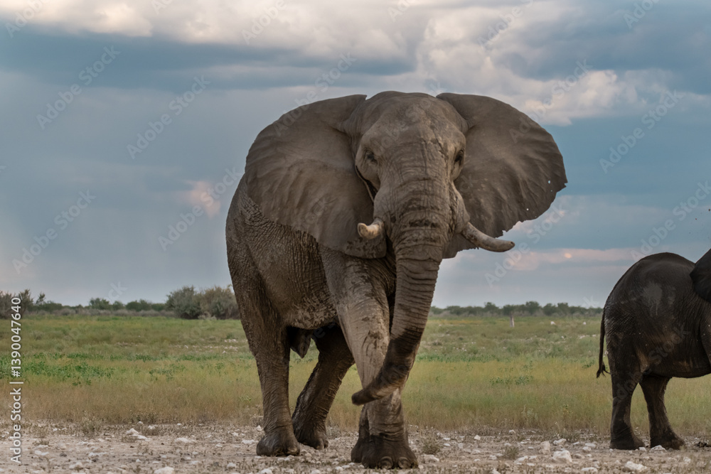 Fototapeta premium elefant in wild savanna, africa
