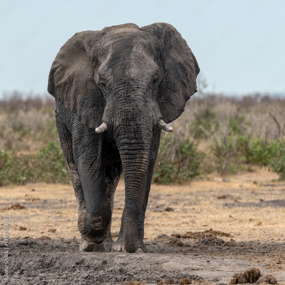 Fototapeta premium Elephant in wild savanna , Africa 