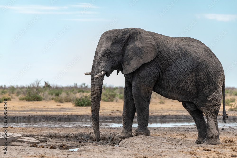 Obraz premium Elephant in wild savanna , Africa 