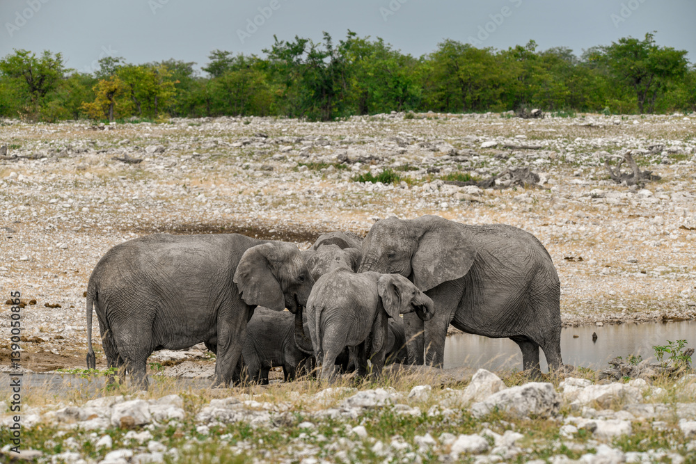 Fototapeta premium Elephant in wild savanna , Africa 