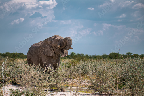 Canvas Print Elephant  in wild savanna , Africa