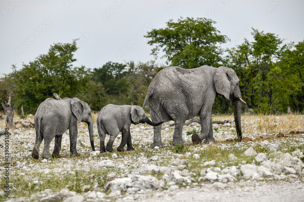Fototapeta premium Elephant in wild savanna , Africa 