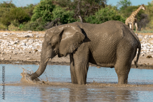 Photography elephant in wild savanna , Africa