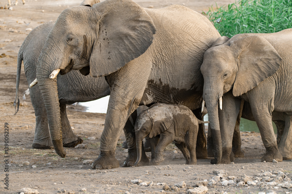 Fototapeta premium elephant in wild savanna , Africa