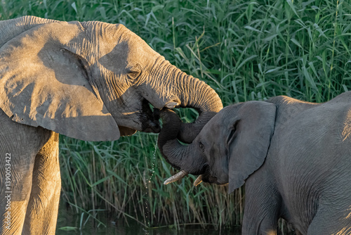 Canvas Print elephant in wild savanna , Africa