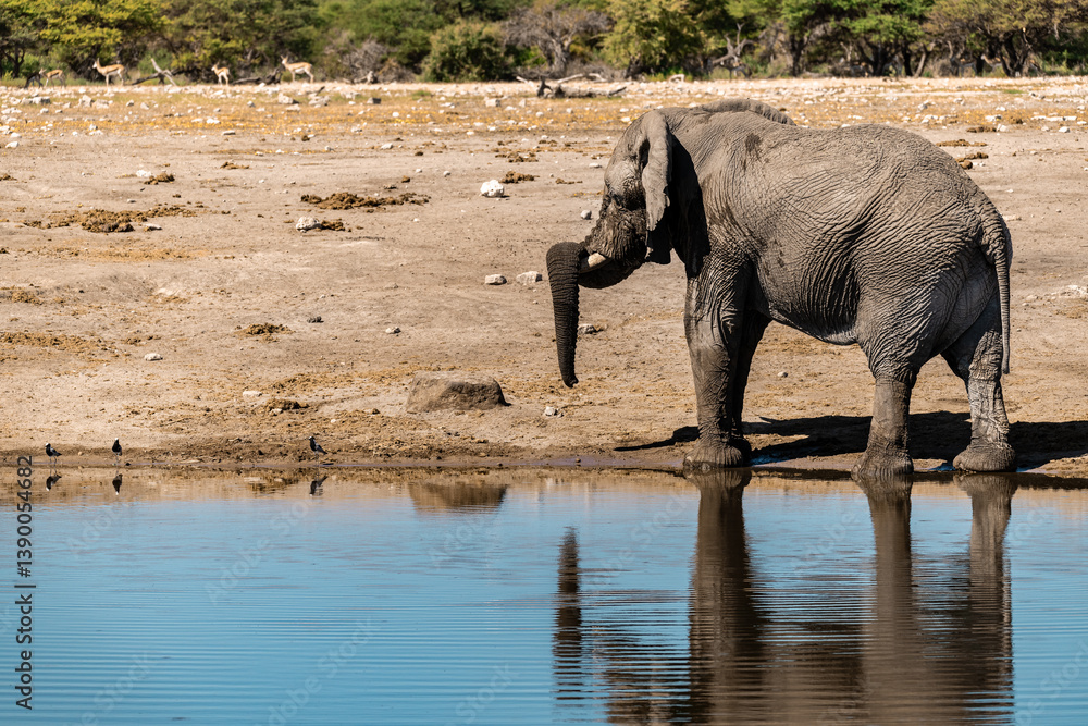 Fototapeta premium wild elephant in savanna , Africa