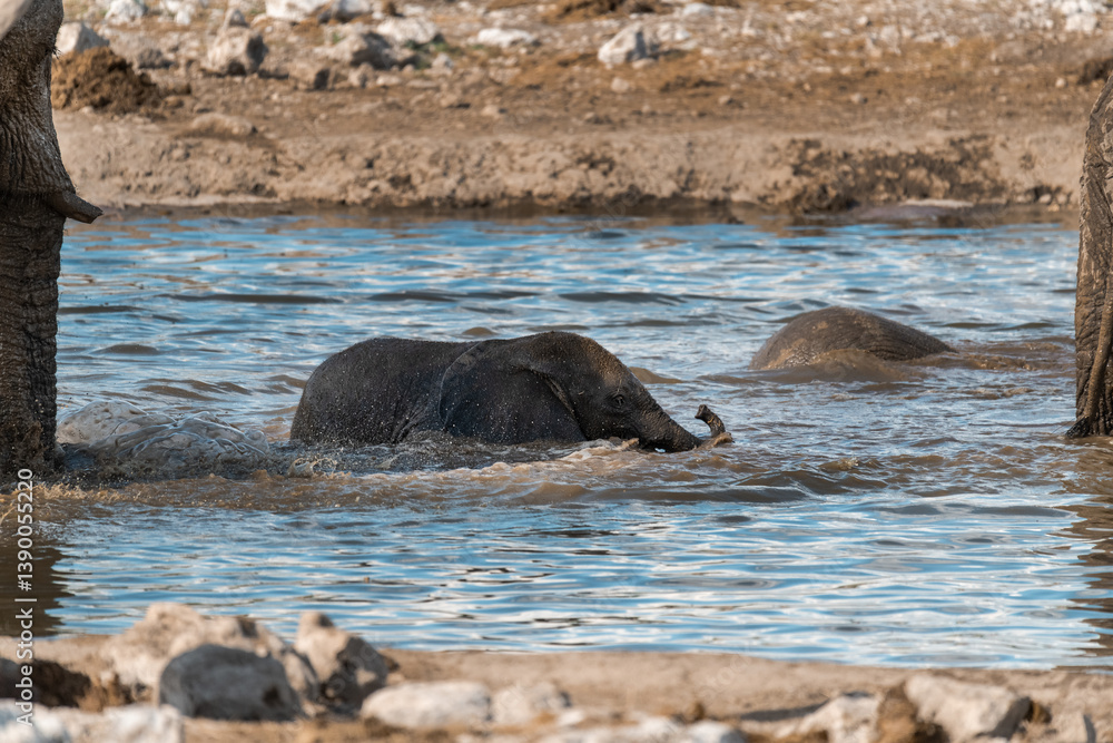 Fototapeta premium elephant in wild savanna , Africa