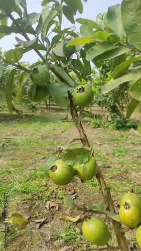 A green guava orchard with bagged fruits in India's lush fields. The orchard features rows of healthy trees with protective bags, highlighting effective agricultural practices and vibrant greenery.