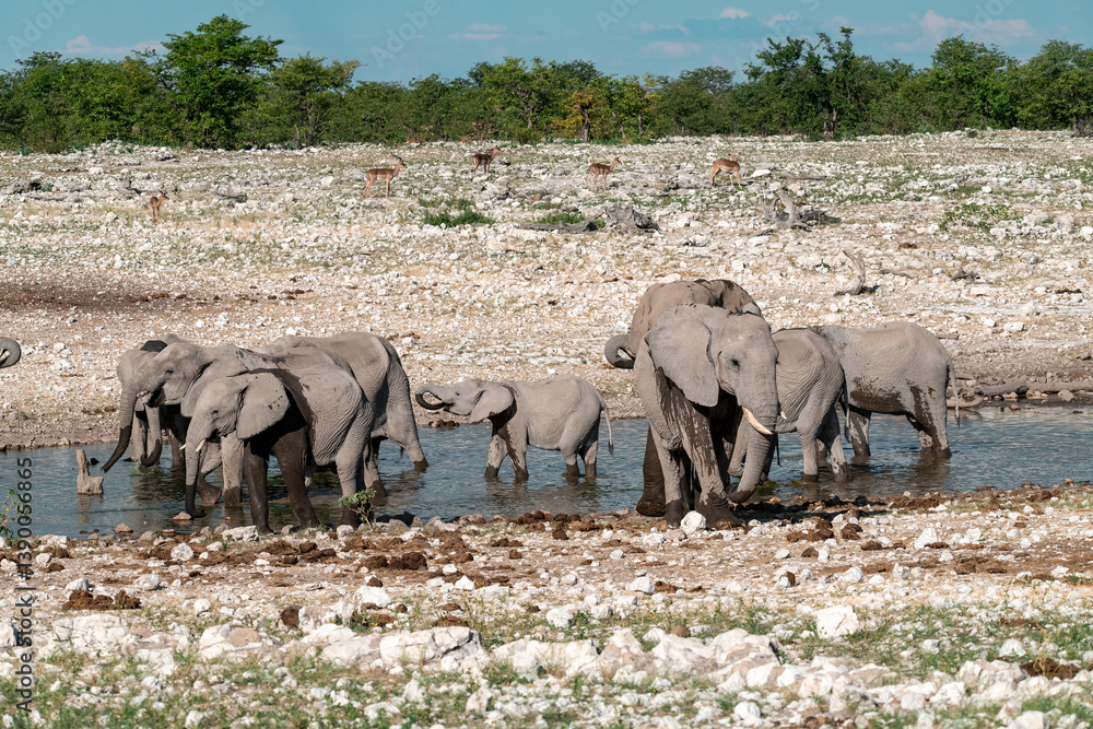 Obraz premium elephant in wild savanna , Africa