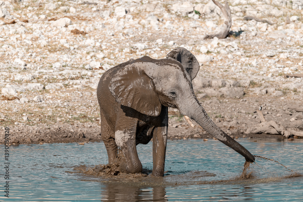 Fototapeta premium elephant in wild savanna , Africa