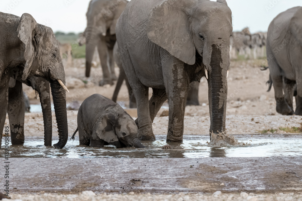 Fototapeta premium wild elephant in Savanna ;Africa 