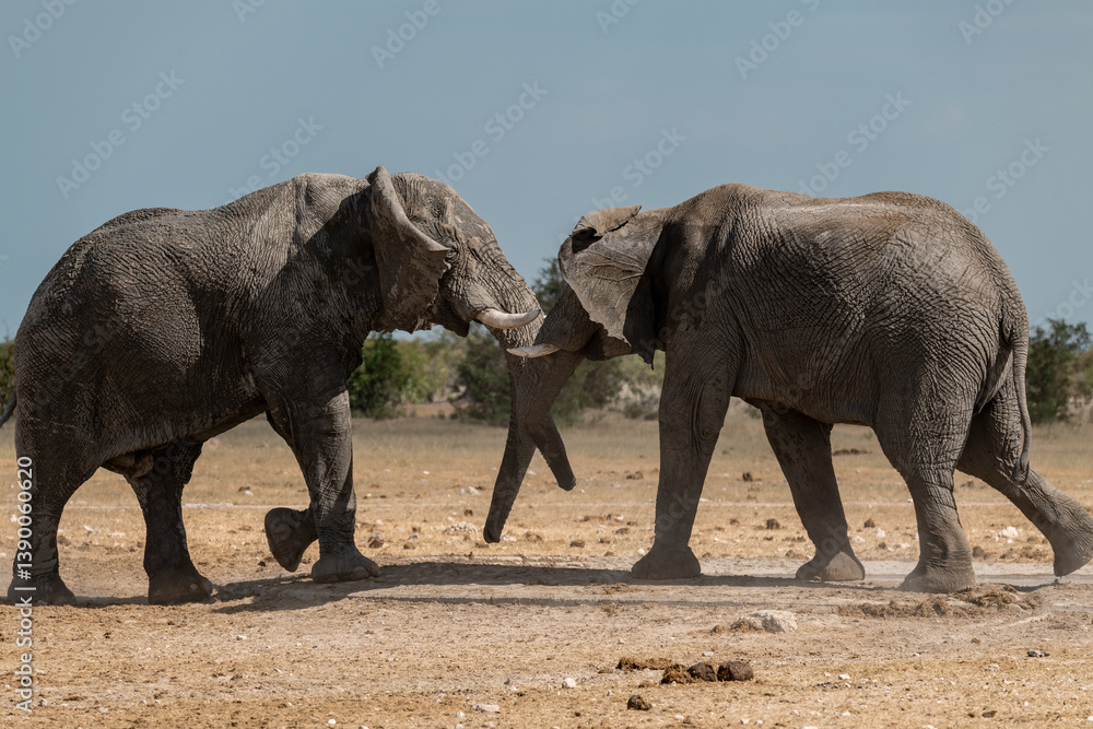 Fototapeta premium wild elephant in Savanna ;Africa 