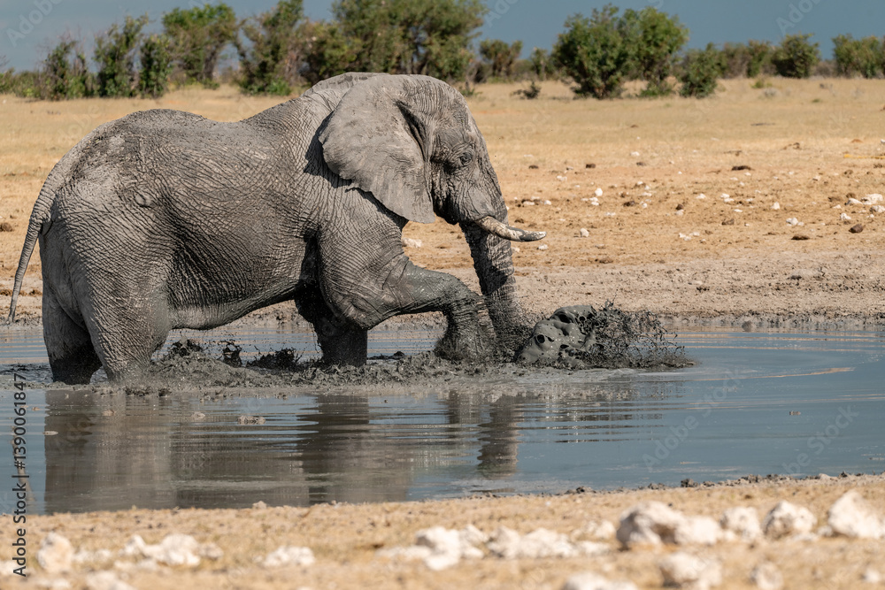 Obraz premium elephant in wild savanna , Africa