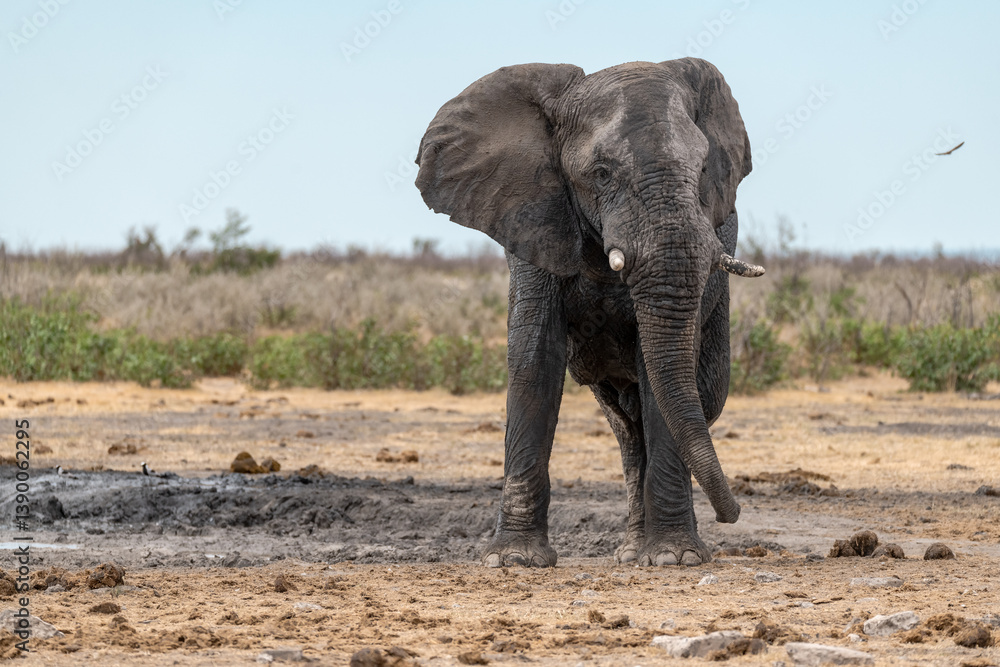 Obraz premium elephant in wild savanna , Africa