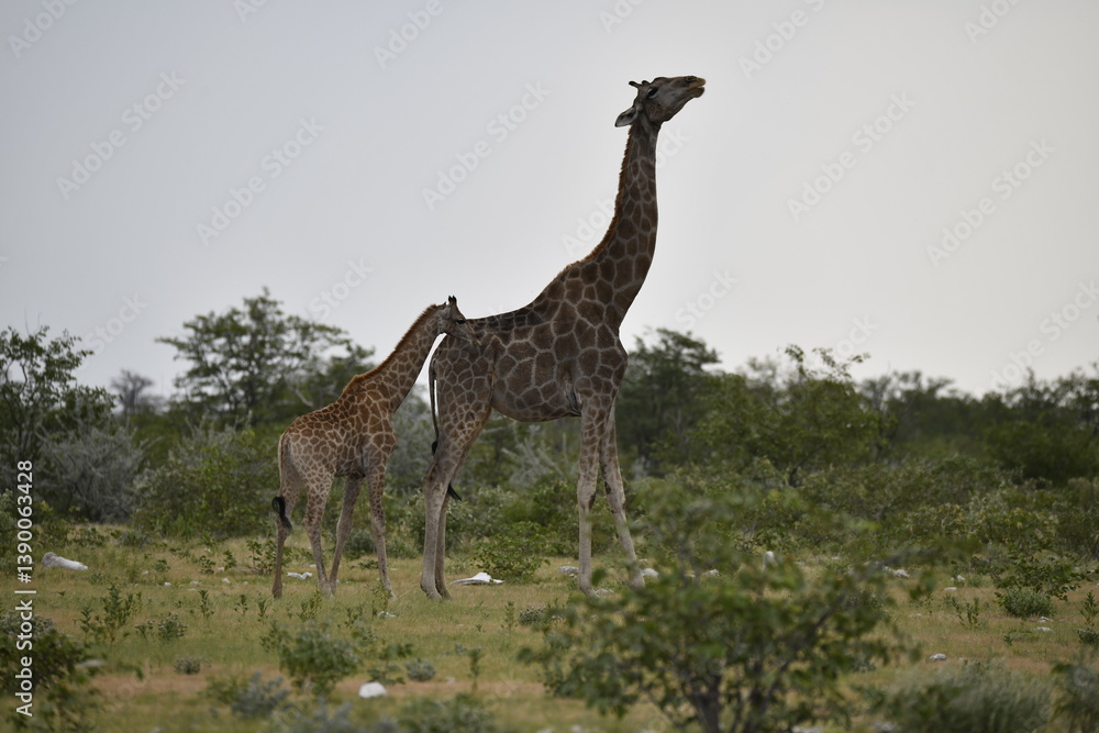 Obraz premium Giraffe in wild savanna , Africa