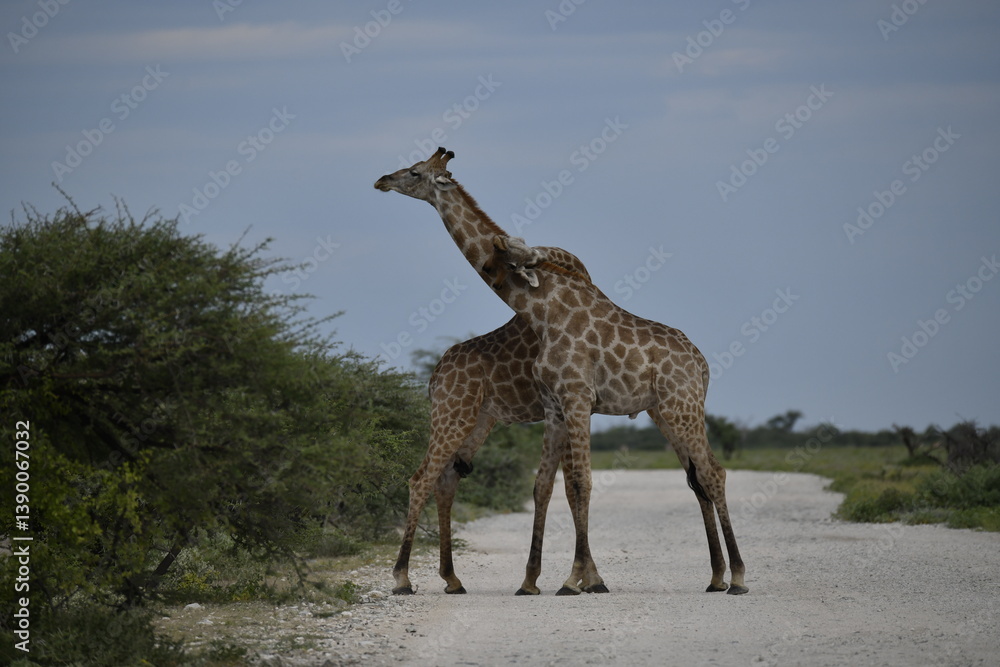 Obraz premium giraffe in the savannah