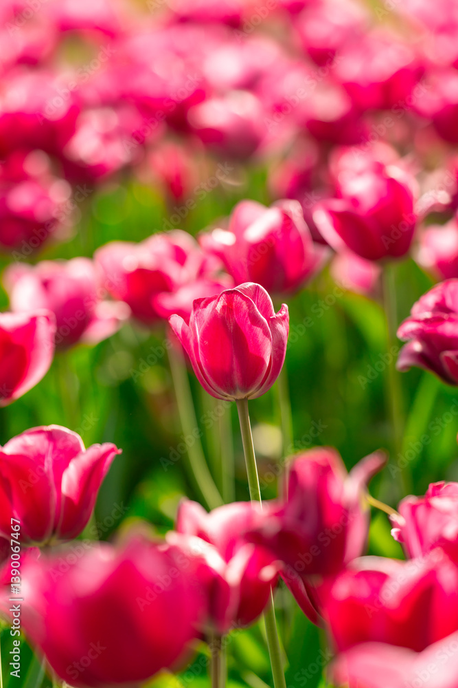 Beautiful red tulip flowers on a fine spring day Beautiful red tulip flowers on a fine spring day