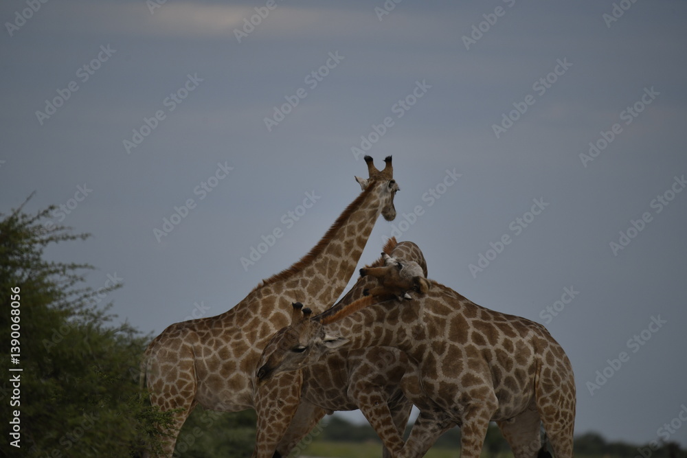Obraz premium giraffe in savanna , Africa