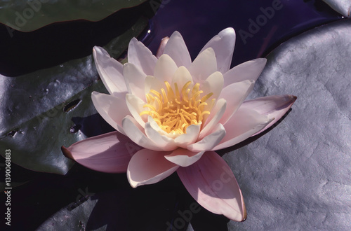 white waterlily, European white water lily or white nenuphar closeup of one flower