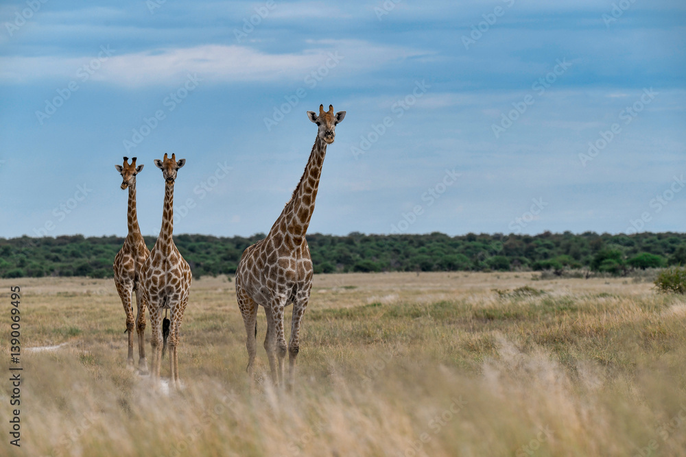 Obraz premium wild giraffe in savanna , Africa