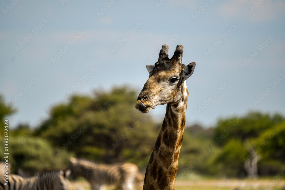 Obraz premium Giraffe in the savannah