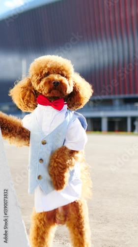 Stylish brown toy poodle in elegant outfit poses for camera against stadium background