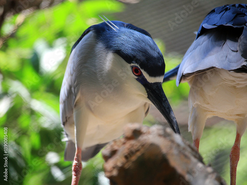Obraz na plátne Close-up of black-crowned night herons perching in a lush, shaded environment, d