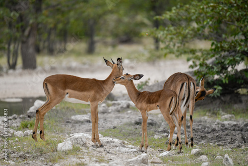 antelope in wild savanna , Animal of africa