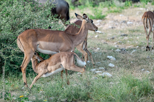 antelope in wild savanna , Animal of africa