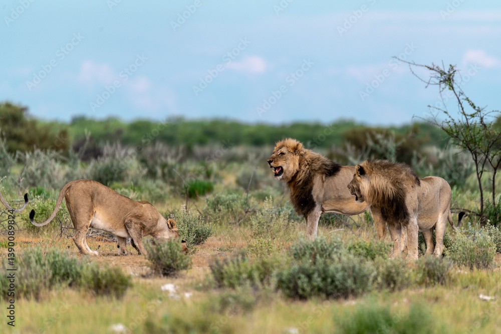 Fototapeta premium wild lion in savanna , Africa