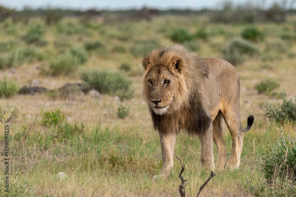 Fototapeta premium wild lion in savanna , Africa