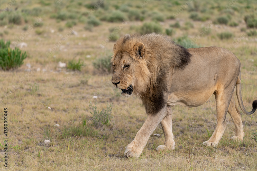 Fototapeta premium wild lion in savanna , Africa 