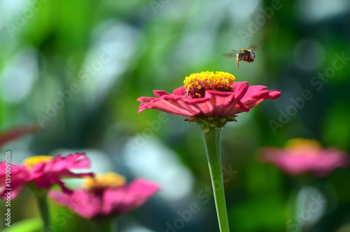 bee flying around red zinnia flowers searching for pollen