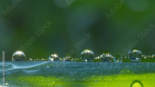 shining bright reflection of dews on top of leaf for background concept of nature, pure, and freshness