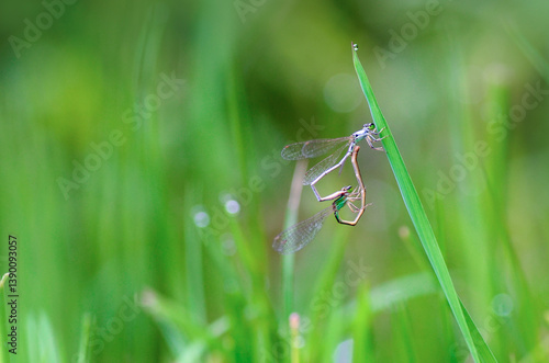 damselflies mating on the grass