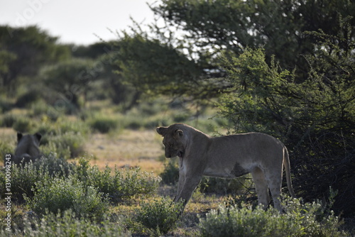 wild lions in savanna , Africa
