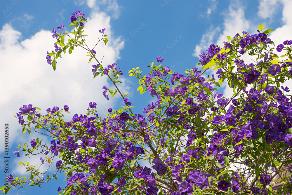 branch of solanum tree with purple blossoms, blue sky with clouds branch of solanum tree with purple blossoms, blue sky with clouds