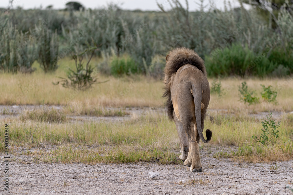 Fototapeta premium wild lion in savanna , Africa