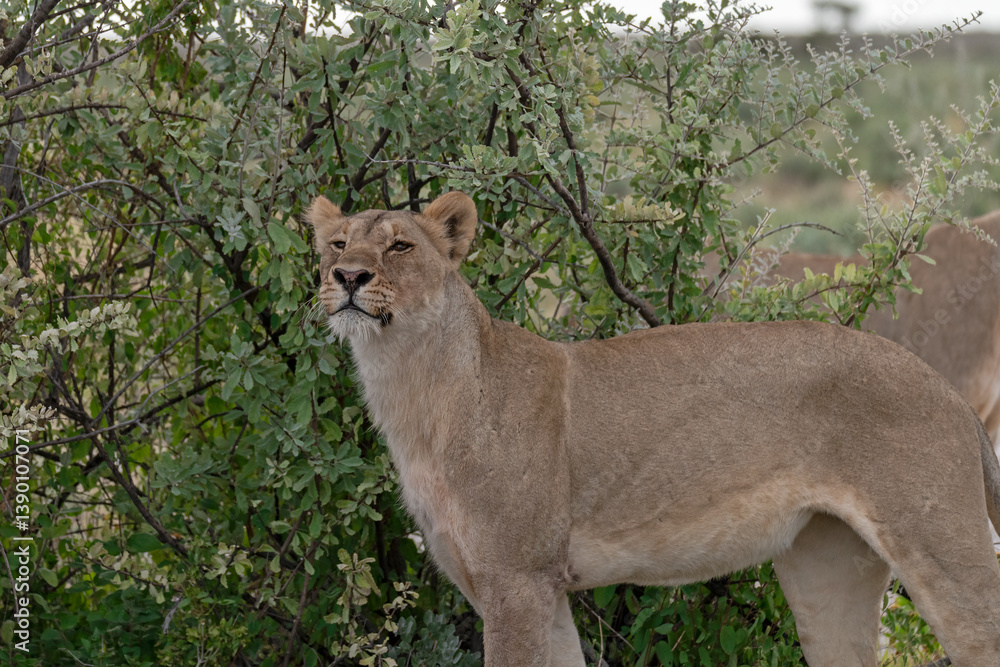 Naklejka premium wild lion in savanna , Africa