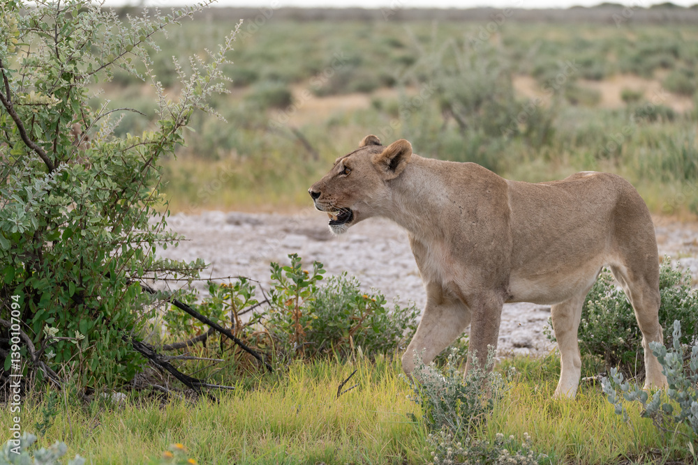 Naklejka premium wild lion in savanna , Africa