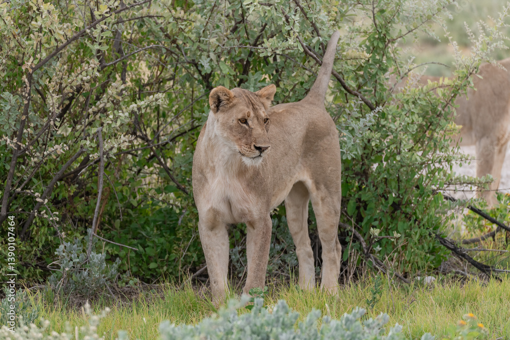 Naklejka premium wild lion in savanna , Africa