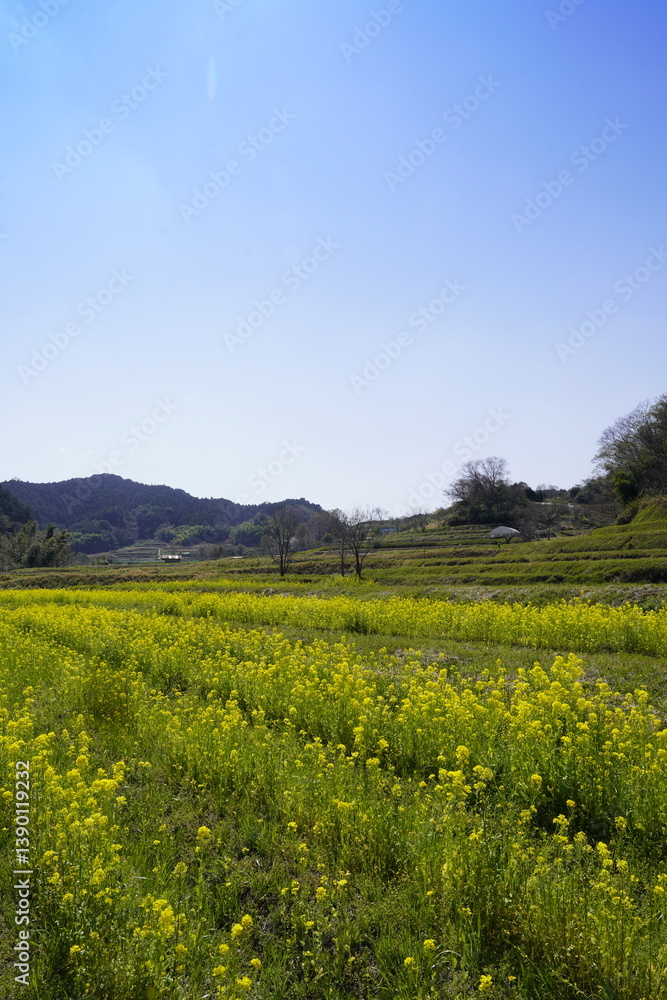 奈良飛鳥路 菜の花畑と青い空 奈良飛鳥路 菜の花畑と青い空