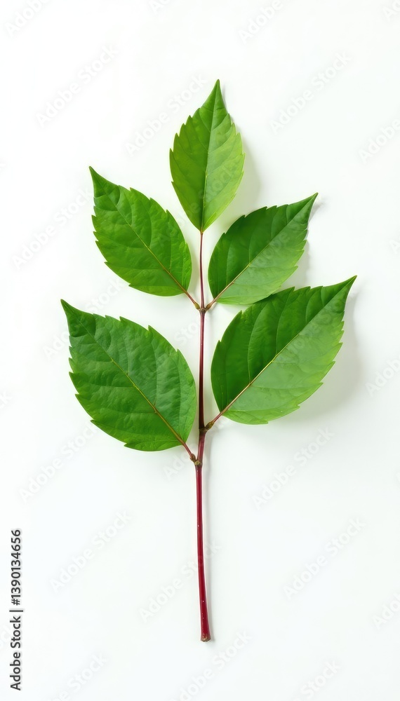 Fototapeta premium Single stem with leaves isolated on white background, nature photography, texture,