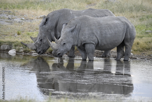 wild rhino in savanna  Botswana   Africa