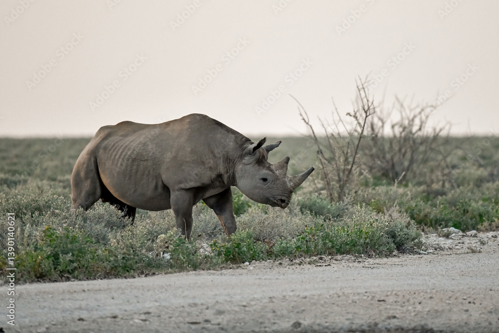 Fototapeta premium wild rhino in savanna ,Botswana , Africa